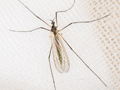 Tricyphona immaculata
